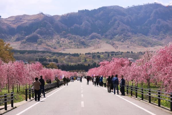 Sakura Michi with Nekodake in the background