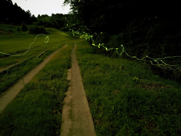 Firefly Viewing Night Tour guided walk