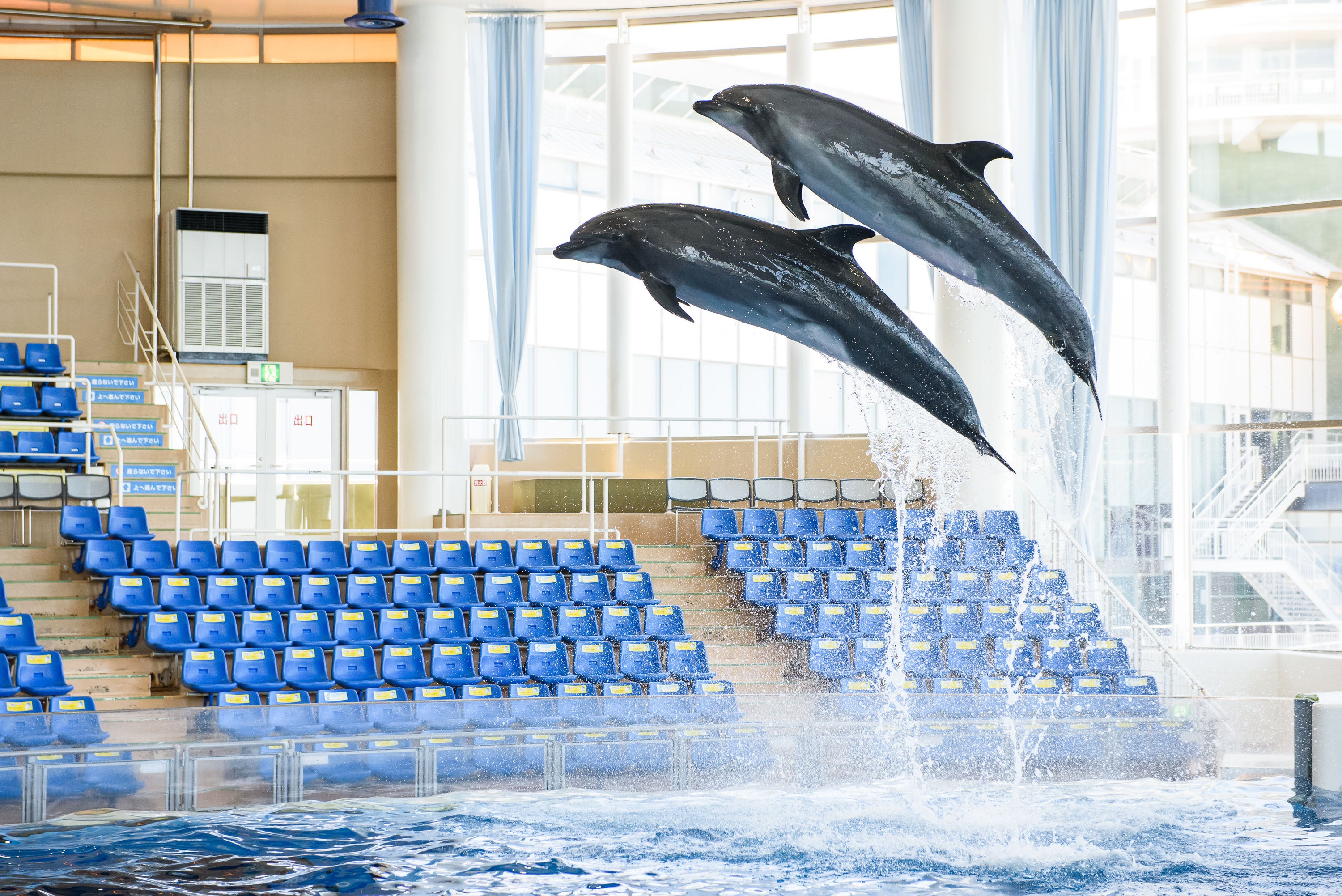 Bottlenose dolphins jumping