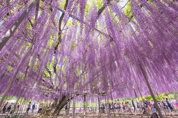 Great Wisteria at full bloom — daytime 3 (archive photo)