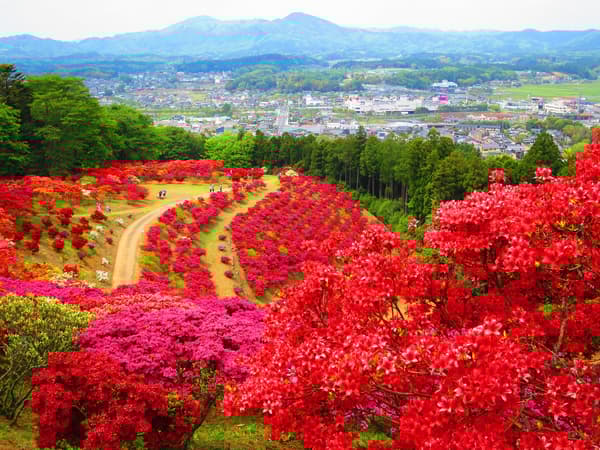笠間杜鵑花祭期間的杜鵑花公園