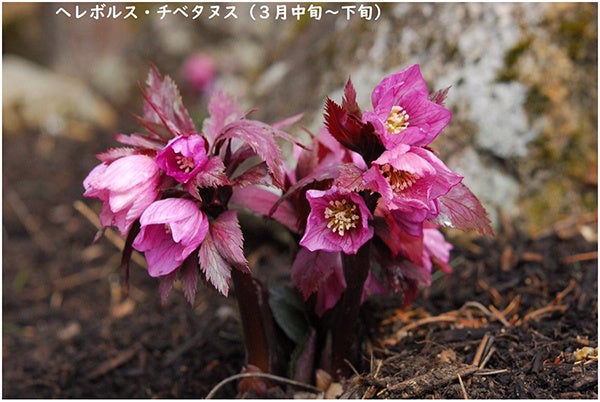Helleborus thibetanus at Rokko Alpine Botanical Garden
