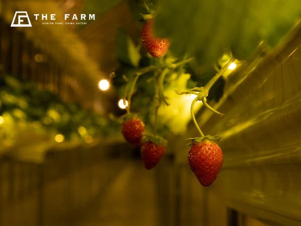 Variedades de fresas