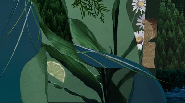 Woodland Winds fragrance notes