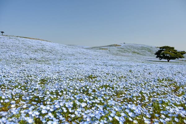70% in bloom – Good viewing