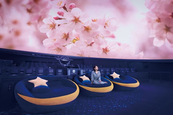 Planetarium Cherry Blossom Welcome Dome (image for reference)