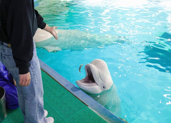 鸭川海洋世界的白鲸喂食体验