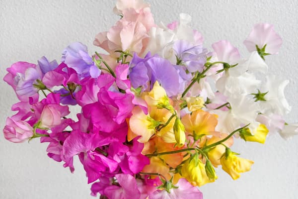 Flores de guisante de olor