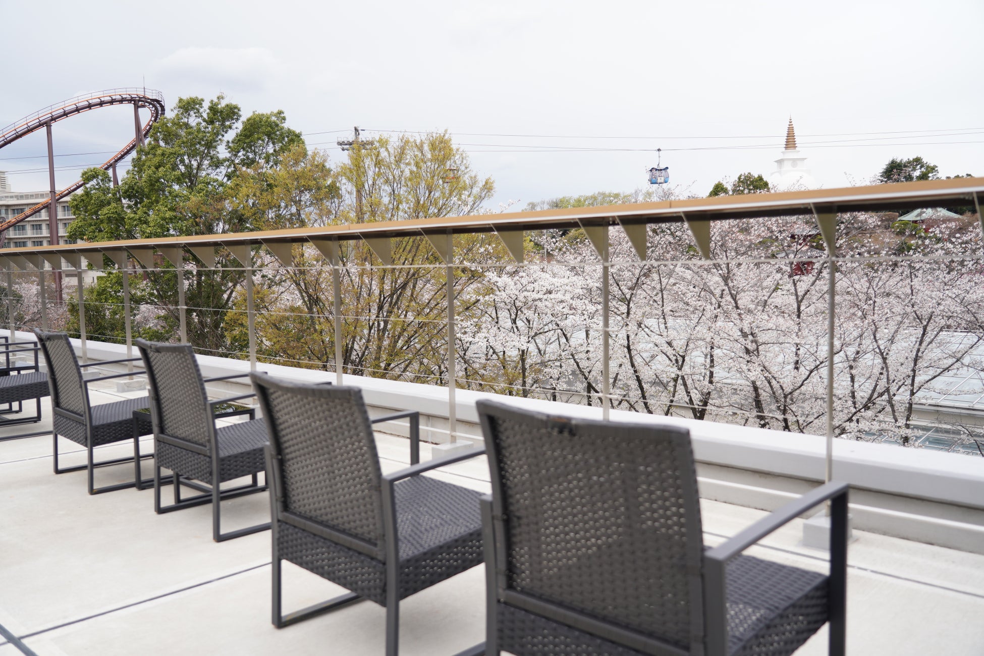 View of Cherry Blossoms from Cherry Blossom Viewing Terrace (Last Year's Event)