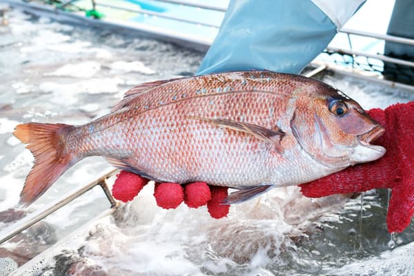 Madai Mirai, un besugo de marca ecológico de la bahía de Sukumo
