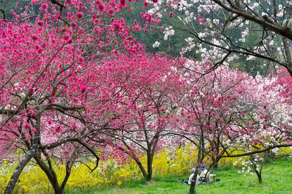 บริการรถบัสรับส่งระหว่างฮิรุกามิออนเซ็นและฮานะโมโมะ โนะ ซาโตะ