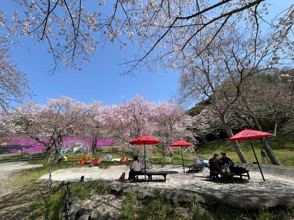 Japanese umbrella tea ceremony photo spot