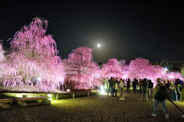 Famous trees floating in pitch-black darkness