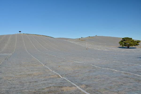 During the growing stage