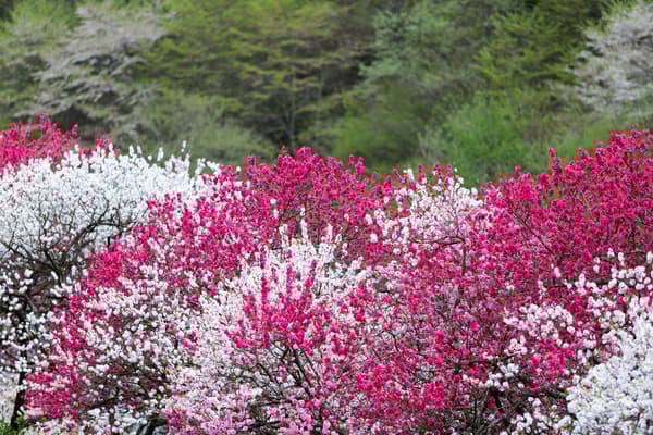 ทิวทัศน์สวยงามตลอดเส้นทางรถบัสรับส่ง