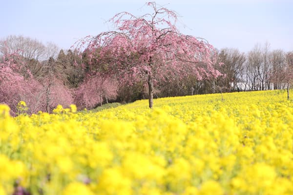 Bukit Miharu (difoto pada 3 April 2026)