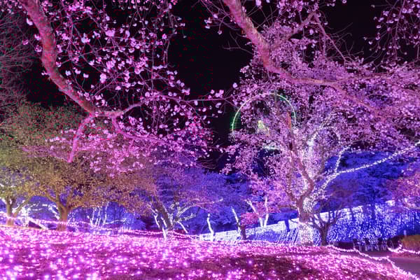 Night cherry blossom illumination
