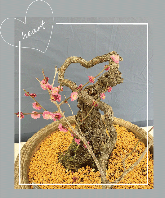 Heart-shaped bonsai plum tree on display