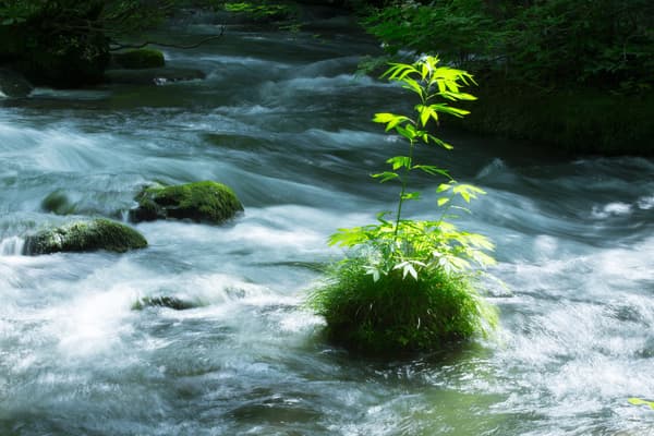 奥入瀬渓流沿岸發現的天然苔玉