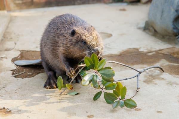 American Beaver (male) who joined in October 2025