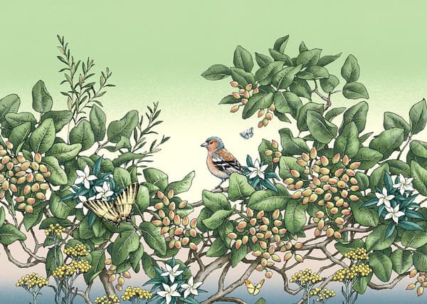 Ilustración del diseño del empaque