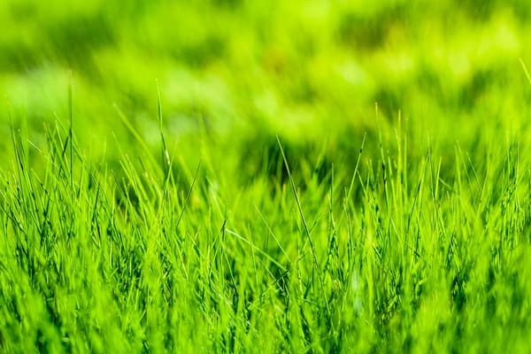Easy growing grass suitable for beginners