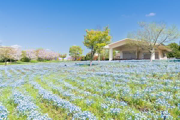 白天草坪廣場鋪滿粉蝶花，宛如一片藍色花毯