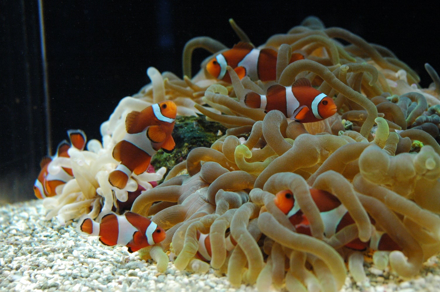 False Clownfish