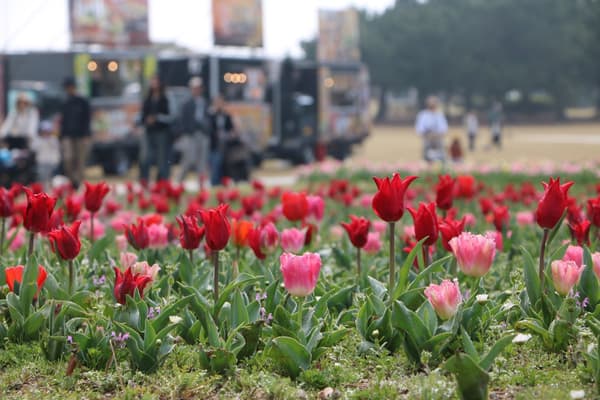 Rainbow Flower Bed