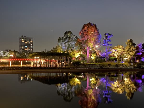 Wisteria light-up view