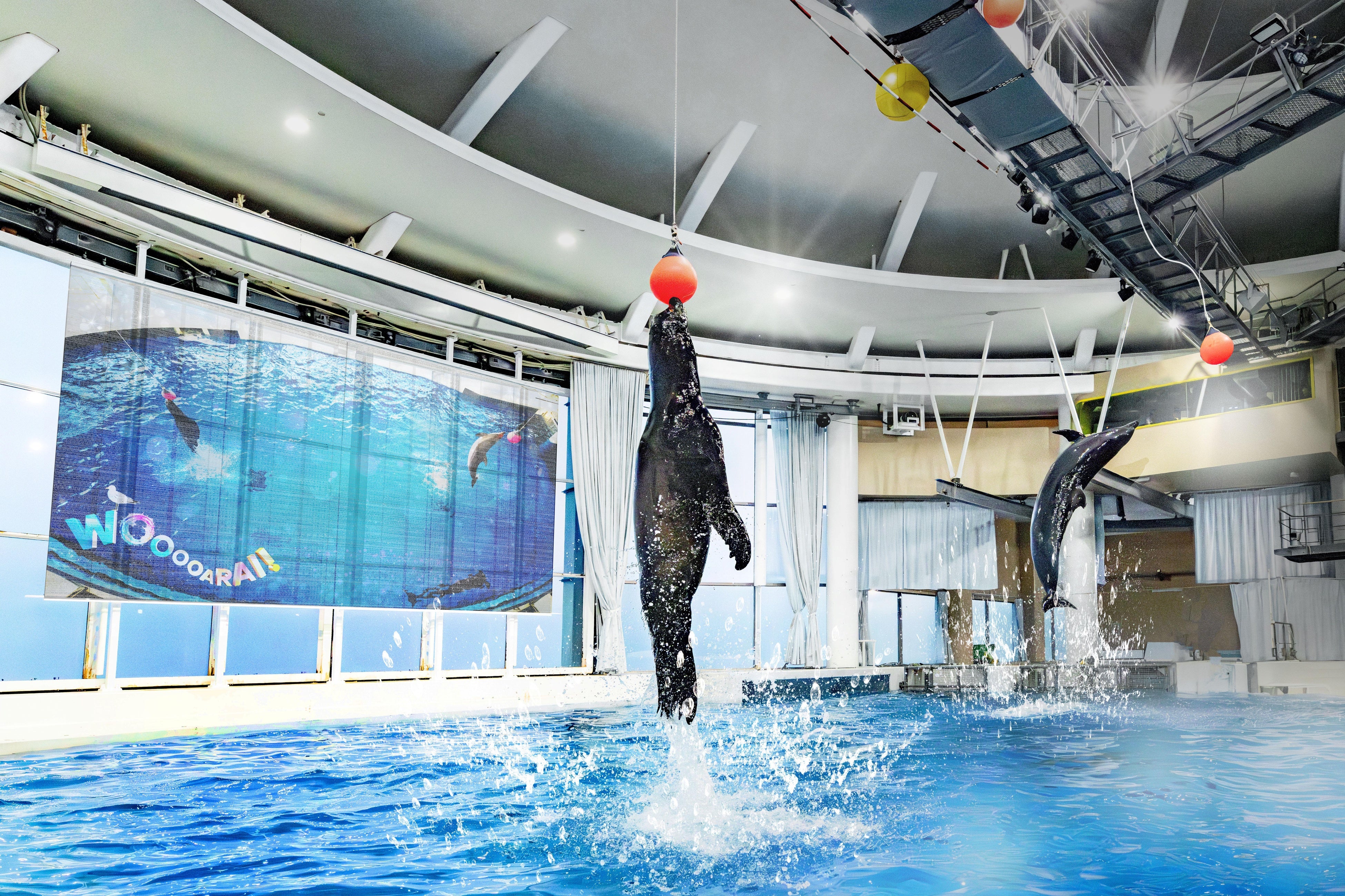 Dolphins and sea lions performing synchronized jumps