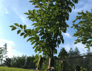 Cherry Tree Succession Project