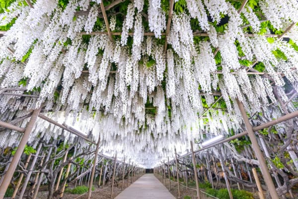 White Wisteria illuminated at full bloom 1 (archive photo)
