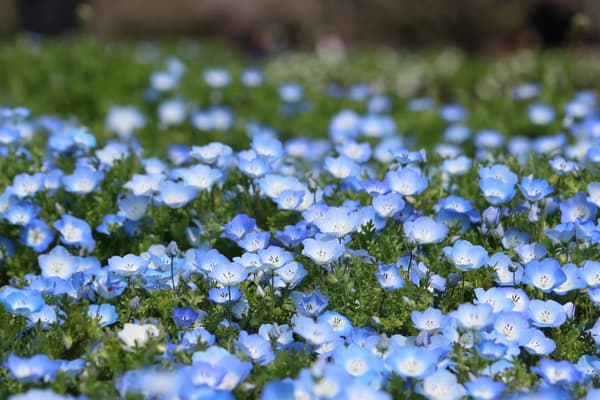 Nemophila 'Insignis Blue'
