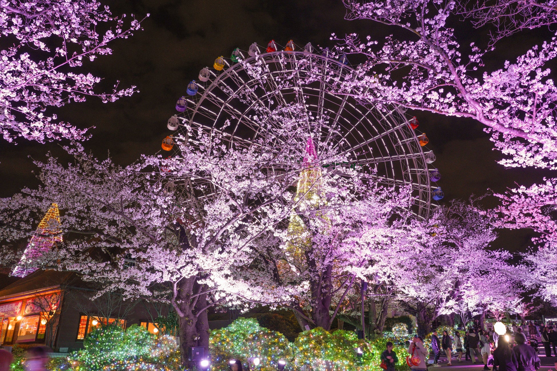 Limited Display 'Cherry Blossom-Colored Jewel Brilliance' (Last Year's Event)