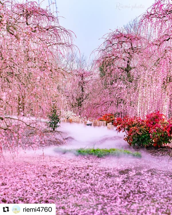 Mist (fog) effects (2025 Photo Contest Winner @riemi4760)