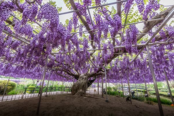Double Black Dragon Wisteria at full bloom — daytime (archive photo)