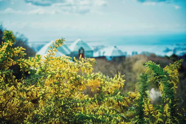 从平台上看到的景色：含羞草、神户城市景观和玻璃屋