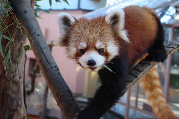 Aqua Museum 4F LABO11 Forestrium – Red Panda