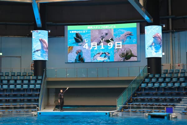 Dolphin Keeper's Work (image)