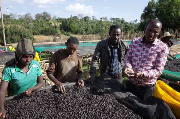 Mocha Harmony Blend Detail