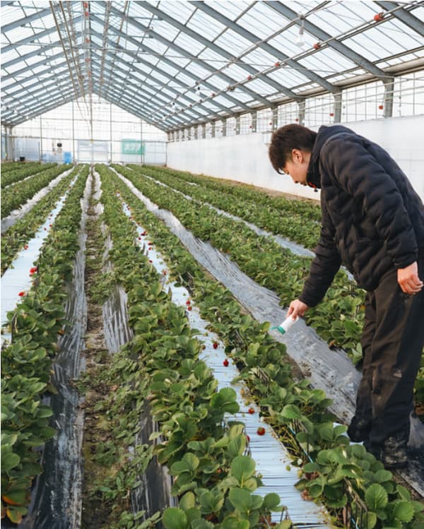 Kotoge 草莓園的超低農藥草莓