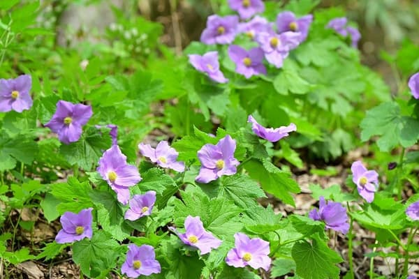 Shirane Aoi in bloom