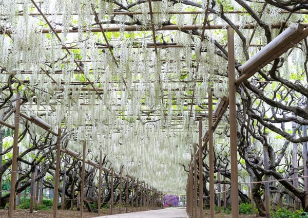 White Wisteria at full bloom — daytime 1 (archive photo)