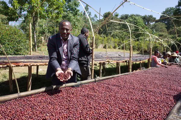 Mocha Harmony Blend Drip Bag