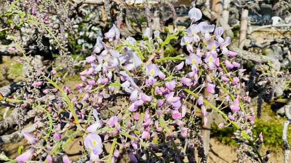 Pink Wisteria photographed on April 9, 2026