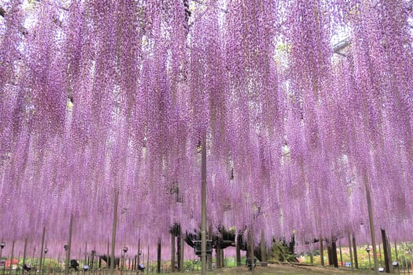 Great Wisteria at full bloom — daytime 1 (archive photo)