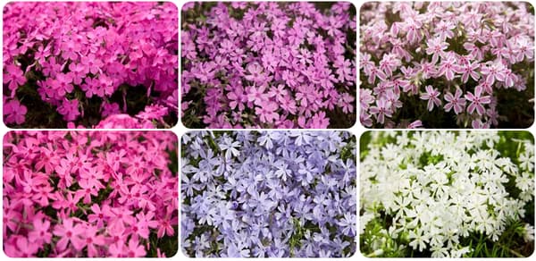 6가지 품종의 꽃잔디