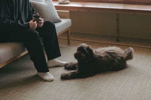 Dog-Friendly Suite interior