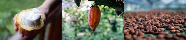 Orígenes de cacao cuidadosamente seleccionados utilizados por THE CAMPANELLA TOKYO